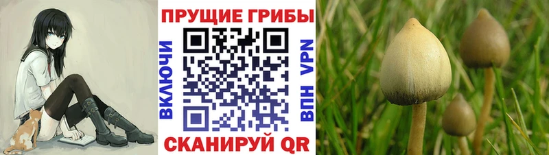 Псилоцибиновые грибы GOLDEN TEACHER  даркнет сайт  Козьмодемьянск 